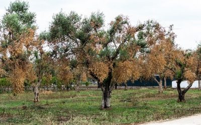 XILELLA FASTIDIOSA: AGROPANDEMIA DEL SIGLO XXI