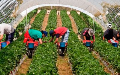 TRABAJA EN EL CAMPO, COBRANDO UNA PRESTACIÓN O SUBSIDIO DE DESEMPLEO