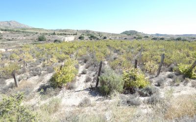 ACTO DEL BANCO DE TIERRAS DE AGOST