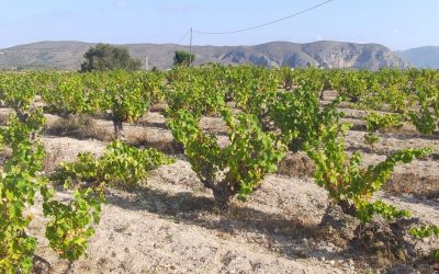 El Banco de Tierras de Teulada recupera 14 hectáreas de viña